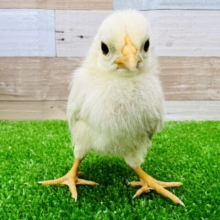 ぴよぴよー！カツラチャボのヒヨコ入舎だぴ！