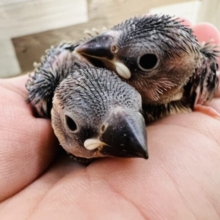 元気いっぱい!桜文鳥のヒナず。入舎しました〜