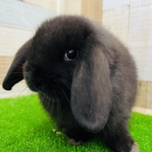 まっくろけぇ〜どっちりロップイヤーラビット♡