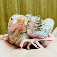 ムムっと顔も可愛いんです♡シナモン文鳥 ヒナ