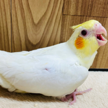 将来は大物の予感？！✨️オカメインコ(ルチノー) ヒナ