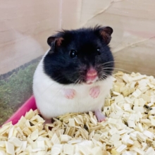 最新画像になりますよ⭐️個性的な模様⭐️を持ったハムちゃん🐹　カラーハムスター　白×黒　男の子