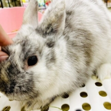 動画あり☆　おっとりラブリー💓ウサ🐰最新画像になりますよ⭐️ホワイトタイガー❔ハッピー🤍フワモコあふれちゃう🫶　ネザーランドドワーフ　　　
