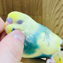 【最新画像更新🪄】将来は甘えんぼさん？♪セキセイインコ(パステルレインボーパイド) ヒナ