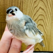 【最新画像更新🪄】元気いっぱいおチビさん🐣桜文鳥 ヒナ