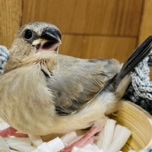【最新画像更新🪄】食べて寝て、大きくなるぞー！！桜文鳥 ヒナ