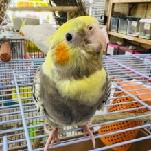 画像更新☆点々模様❤べたなれオカメインコのパール