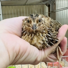 あと1羽です！ウズラのメンズ！