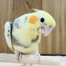 【最新画像更新🪄】パキッとカラーに釘付け♡オカメインコ(パイド) ヒナ