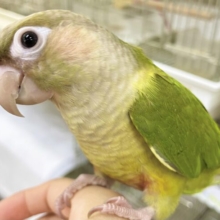最新画像あり！手乗りです！　ホオミドリウロコインコ(シナモン)