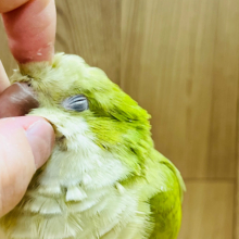 【最新画像更新🪄】抹茶カラーが初入舎♡オキナインコ(パリド)