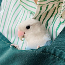 【動画更新🪄】オシャカラーなツンデレさん💙コザクラインコ(ダークターコイズオパーリン)
