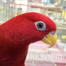 最新画像あり！すごく喋ります！ ヒインコ　男の子