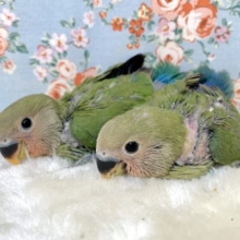 コザクラインコ  ノーマル  ２羽おうち決まりました( ･θ･)🍒☘