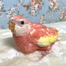 アキクサインコ   ルビノー 　スーパーレッド🍓🩷️･:*+.