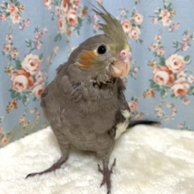 オカメインコ  (● ･θ･)ノーマル 🌿‬