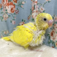 セキセイインコ  イエローダブルファクター  🍋🌼･.｡*