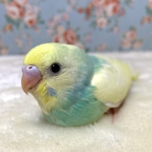セキセイインコ    パステルレインボーパイド  🫧🌈*