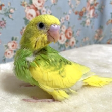 セキセイインコ   イエロースパングルパイド  🌼٭