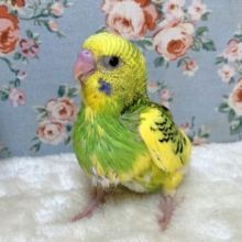 セキセイインコ  イエローパイド  💛🍀📗