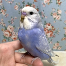 ジャンボセキセイインコ  バイオレットスパングル  💜☁️｡・:＋