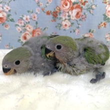 コザクラインコ  人気ノーマル＆色変わり🐥🐥🌿‬