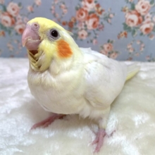 オカメインコ　ルチノー　🐥‎🤍٭•。❁