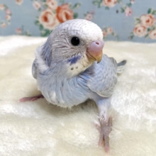 セキセイインコ  パステルバイオレットウイング  🫧💐･.｡*‪