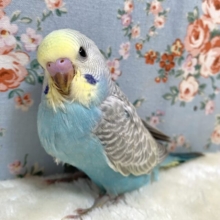 セキセイインコ  パステルレインボーウイング  💙🐥🪶