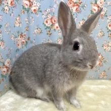 ネザーランドドワーフラビット  女の子  グレー系 🐰🍁｡・:＋°｡