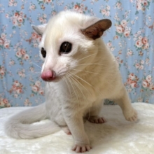 パームシベット  〈リューシスティック〉男の子  🤍🍌.｡:+*