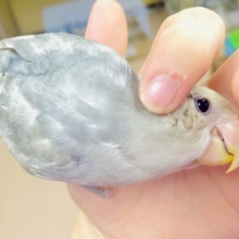 おっとり目👀感情表現豊かな『チッチ』ちゃんだよ🎵　コザクラインコ　モーブパイド