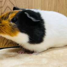 【最新画像更新🪄】マスク被ったみたいな個性的カラー‪☆イングリッシュモルモット 女の子