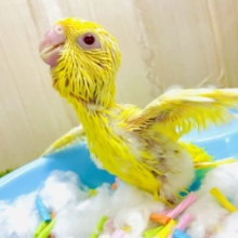 見た目にも負けない元気で⭐️⭐️ サザナミインコ　ルチノー