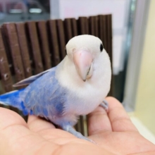 最新画像あります☆ヒナ餌を卒業している可愛い💕コザクラインコのバイオレット！
