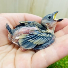 まんじゅう文鳥を目指しますっ❣️ 桜文鳥さんだよ〜🌸　桜文鳥