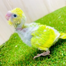 待ってました❣️念願のタケちゃん🎋お店に登場⭐️⭐️⭐️ セキセイインコ　スパングルパイド