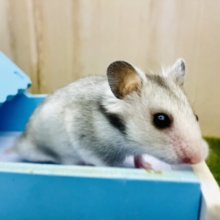 2階からヤッホー❣️ カラーハムスター　白×グレー　男の子