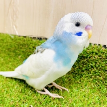 最新画像になりますよ⭐️ニパッといつまでもその笑顔を守りたい🫶　セキセイインコ　　パイド