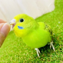 最新画像になりますよ⭐️みんなを照らす一番星🌠明るめグリーンのセキセイさん❣️ セキセイインコ　オパーリン