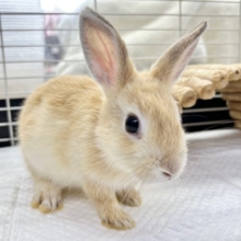 ぴょんぴょん🐇ネザーランドドワーフ(オレンジ系) 2023年9月生まれ