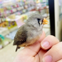 カキカキしてね💓ほっぺむにむに☁️ キンカ鳥