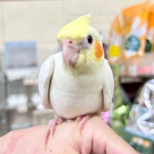 かわいい💛オカメインコ(ルチノー) 2023年9月生まれ