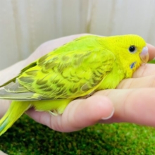 とうもろこし🌽ちゃんお店に来ましたよ🟡🟢　セキセイインコ　シナモンオパーリン