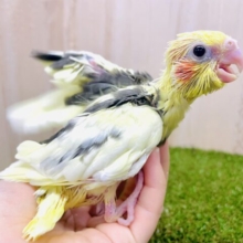 ご飯待てないの！！美味しいが止まらないよ〜🎵　オカメインコ　パイド