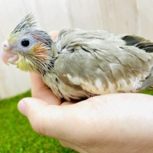 振り向けばきっとそこにはご飯が待っている‼️ オカメインコ　シナモンパイド