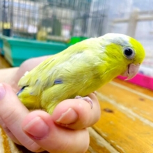 最新画像になりますよ～！！ぱぁぁっと明るい✨マメたん！　マメルリハ　アメリカンイエロー　男の子