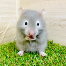 まあびっくり！！！！ポーズが得意なハムちゃん　セーブル　男の子