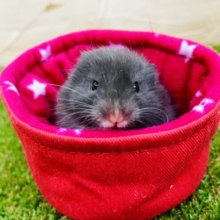 😍レアレア😍個人的イチオシハムちゃん🐹🖤　長毛ハムスター　ブラック　女の子