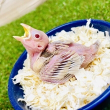 元気にいくよ☺️「シュガー」ちゃん登場です⭐️ シナモン文鳥